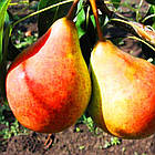 Саджанці Груші Долорес - осіннього терміну, урожайна, морозостійка, фото 2