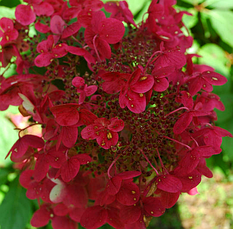 Гортензія Вім Червоний (Hydrangea pan. 'Wim's Red) 3-х річні, фото 2