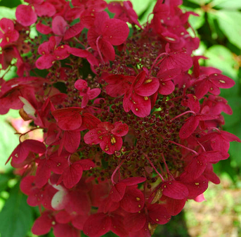 Гортензія Вімс Ред (Hydrangea pan. 'Wim's Red) С2,5, фото 2