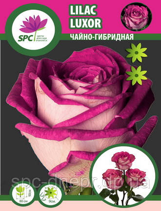 Троянда чайно-гібридна Lilac Luxor, фото 1