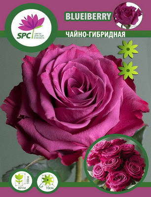 Троянда чайно-гібридна Blueberry, фото 2