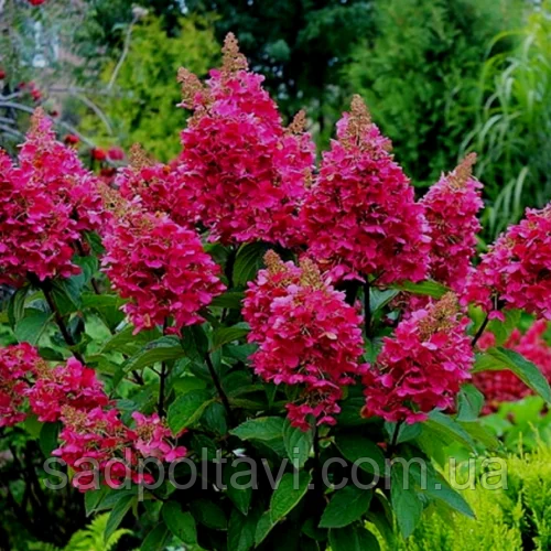 Гортензія Вімс Ред (Hydrangea pan. 'Wim's Red) С2,5