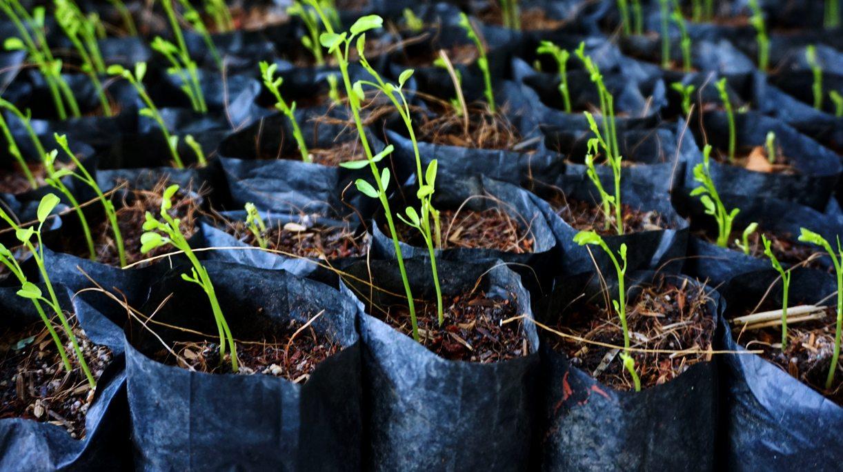 Рукав для розсади ЧОРНИЙ 150х500 метрів 40 мкм