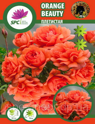 Троянда в'юнка Orange Beauty, фото 2