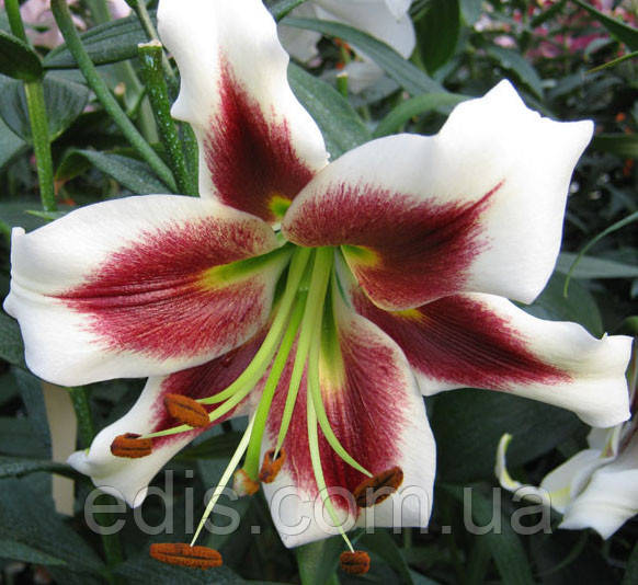 Лілія гігант Leslie Woodriff 1 цибулина 12/14