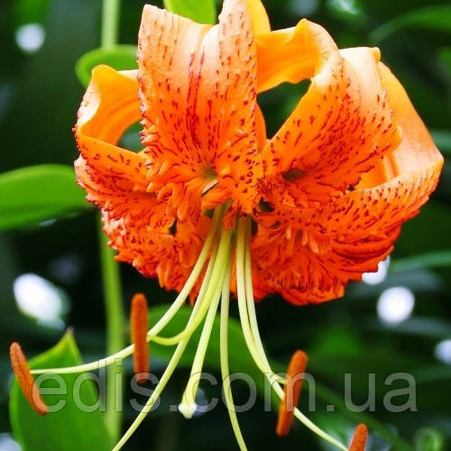 Лілія Мартагон Henryi 1 цибулина 12/14