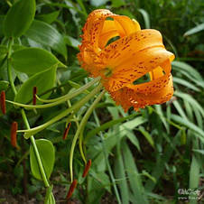 Лілія Мартагон Henryi 1 цибулина 12/14, фото 2