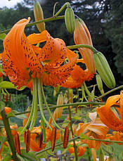 Лілія Мартагон Henryi 1 цибулина 12/14, фото 3