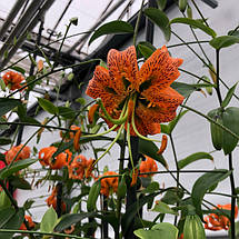 Лілія Мартагон Henryi 1 цибулина 12/14, фото 4