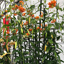 Лілія Мартагон Henryi 1 цибулина 12/14, фото 5