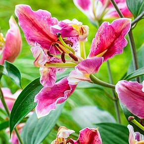 Лілія орієнтальна Parrot Pink Cariba 1 цибулина 12/14, фото 4