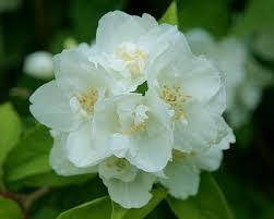 Чубушник Dame Blanche 2 річний, Чубушник / Жасмин Дам Бланш, Philadelphus Dame Blanche, фото 6