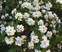 Чубушник Dame Blanche 2 річний, Чубушник / Жасмин Дам Бланш, Philadelphus Dame Blanche, фото 5
