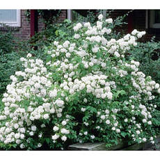 Чубушник Dame Blanche 2 річний, Чубушник / Жасмин Дам Бланш, Philadelphus Dame Blanche, фото 3