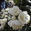 Чубушник Dame Blanche 3 річний, Чубушник / Жасмин Дам Бланш, Philadelphus Dame Blanche, фото 6