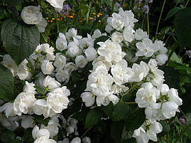 Чубушник Dame Blanche 2 річний, Чубушник / Жасмин Дам Бланш, Philadelphus Dame Blanche, фото 4