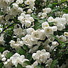 Чубушник Dame Blanche 3 річний, Чубушник / Жасмин Дам Бланш, Philadelphus Dame Blanche, фото 7
