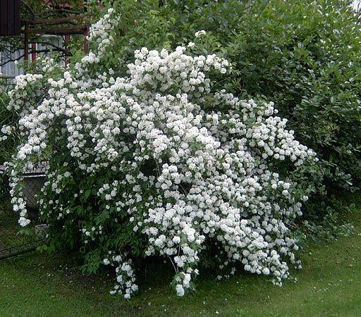 Чубушник Dame Blanche 3 річний, Чубушник / Жасмин Дам Бланш, Philadelphus Dame Blanche