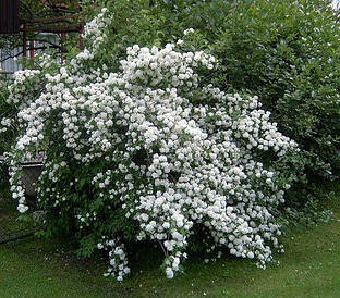 Чубушник Dame Blanche 2 річний, Чубушник / Жасмин Дам Бланш, Philadelphus Dame Blanche
