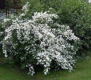 Чубушник Dame Blanche 2 річний, Чубушник / Жасмин Дам Бланш, Philadelphus Dame Blanche