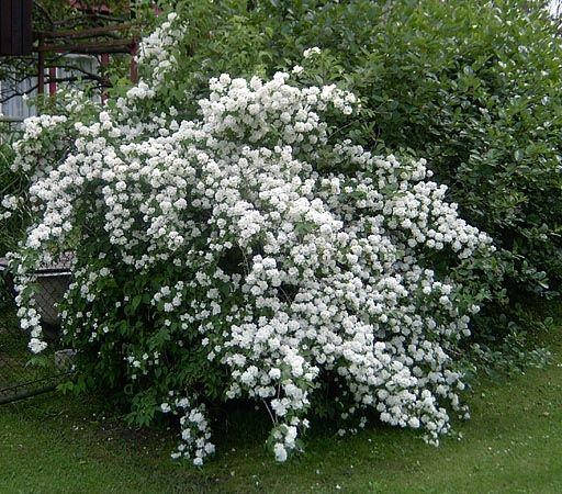 Чубушник Dame Blanche 2 річний, Чубушник / Жасмин Дам Бланш, Philadelphus Dame Blanche, фото 1