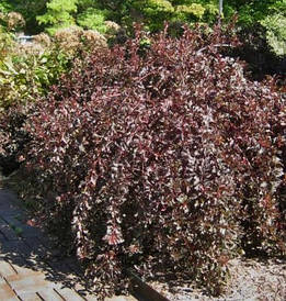 Пухироплідник калинолистий Summer Wine 2 річний, Пузыреплодник калинолистный Саммер Вaйн physocarpus opulifoli