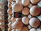 Яйце бройлера Польща марковане, фото 2