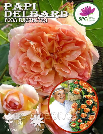 Роза в'юнка Papi Delbard