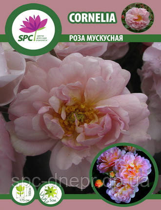 Троянда мускусна Cornelia