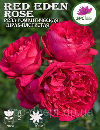 Троянда романтична Red Eden Rose