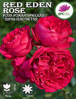 Роза романтическая Red Eden Rose