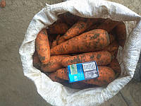 Семена моркови Танжерина F1 100000 семян (2.2-2.8мм) Takii Seeeds