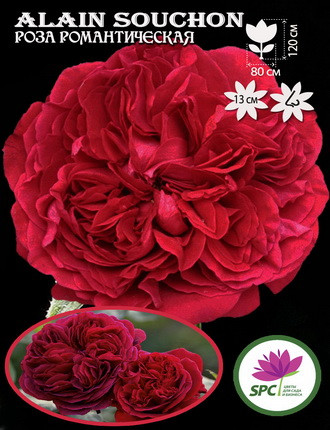 Троянда романтична Alain Souchon