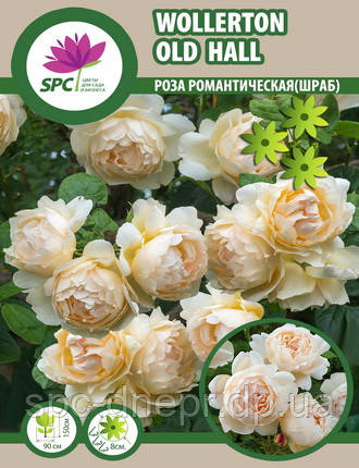 Троянда романтична (шраб) Wollerton Old Hall