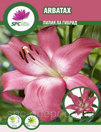 Лілія ла гібрид Arbatax