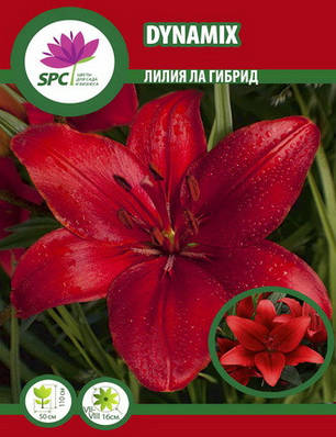 Лілія ла гібрид Dynamix, фото 1
