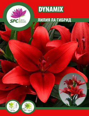 Лілія ла гібрид Dynamix, фото 3