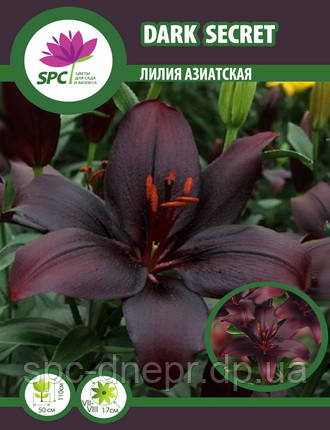 Лілію азійська Dark Secret, фото 1