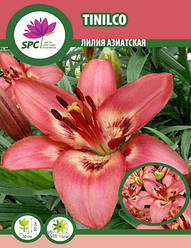 Лілія азійська Tinilco