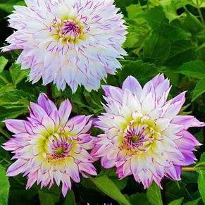 Жоржина Crasy Love, фото 3
