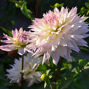 Жоржина Crasy Love, фото 4