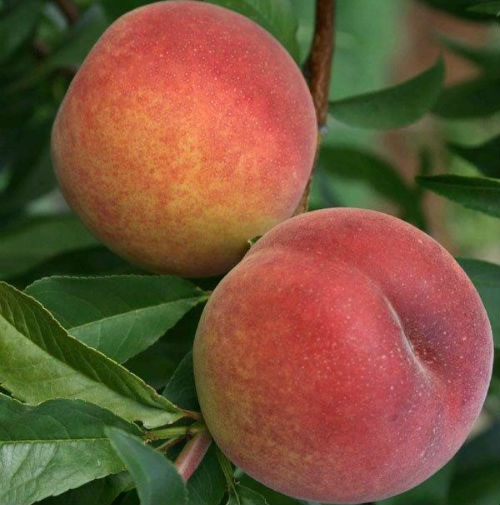 Саджанці Персика Ювілейний Сидоренко - середній, великоплідний, урожайний, фото 1