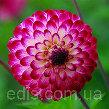 Жоржина Помпонная Little Robert