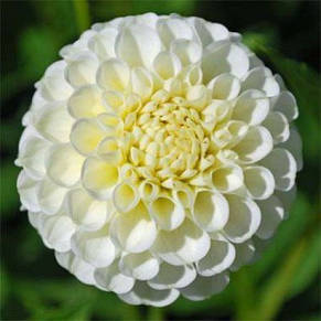 Жоржина Помпонная Snowflake, фото 3