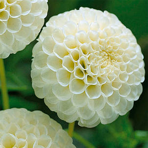 Жоржина Помпонная Snowflake, фото 1