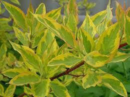 Дерен білий Gouchaultii 2 річний, Дерен білий Гоучаулти, Cornus alba Gouchaultii., фото 3
