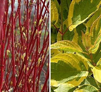 Дерен білий Gouchaultii 2 річний, Дерен білий Гоучаулти, Cornus alba Gouchaultii., фото 1