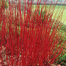 Дерен білий Gouchaultii 2 річний, Дерен білий Гоучаулти, Cornus alba Gouchaultii., фото 5