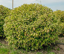 Дерен білий Gouchaultii 2 річний, Дерен білий Гоучаулти, Cornus alba Gouchaultii., фото 4