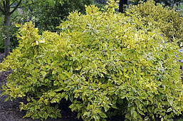 Дерен білий Gouchaultii 2 річний, Дерен білий Гоучаулти, Cornus alba Gouchaultii., фото 6